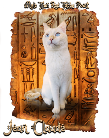 Titania femelle oriental shorthair noire