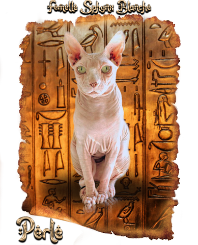 Perle Femelle Sphynx Blanche