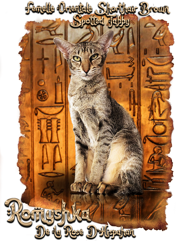 Titania femelle oriental shorthair noire