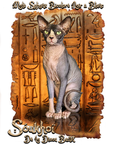 Soukhoi Male Sphynx bicolore Noir et Blanc