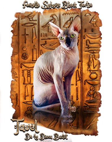 Tavel Femelle sphynx black tortie