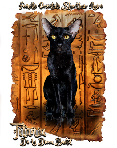 Titania femelle oriental shorthair noire
