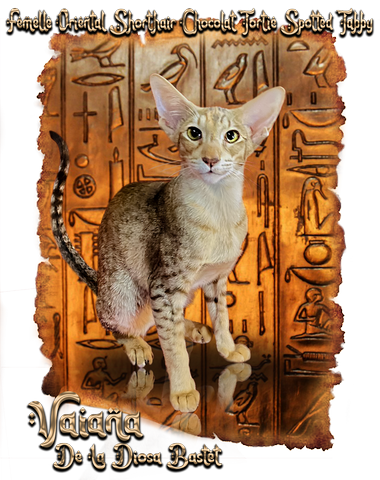 Titania femelle oriental shorthair noire