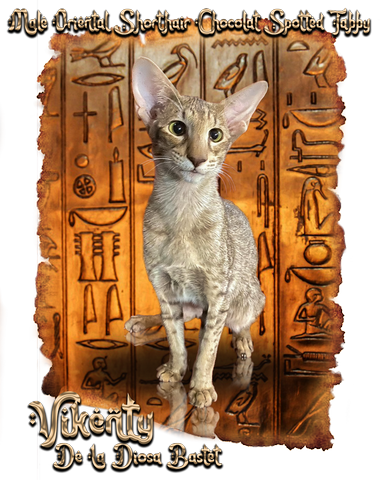 Titania femelle oriental shorthair noire