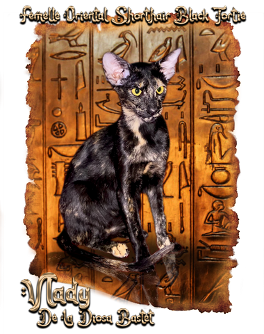 Titania femelle oriental shorthair noire